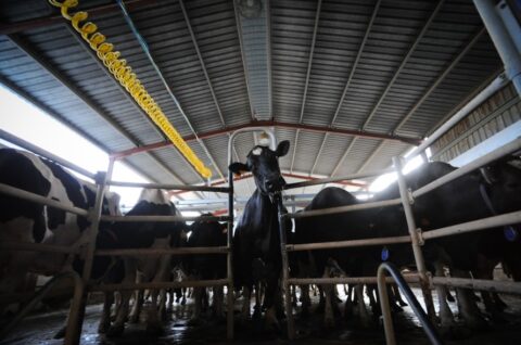 the dairy industry