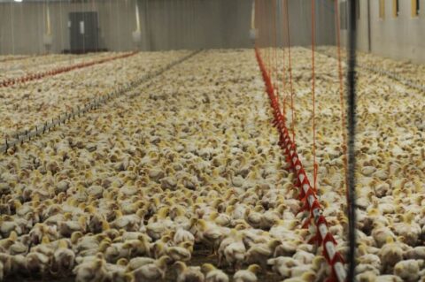 broiler chicken farm