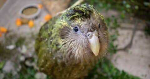 Kākāpō at Dunedin Wildlife Hospital