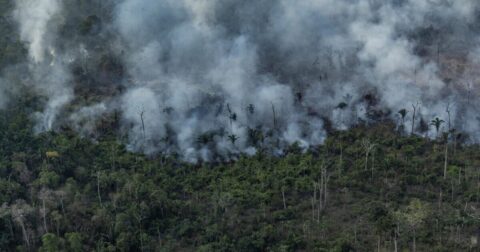 fires amazon