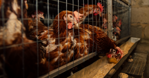 Chickens in cages.